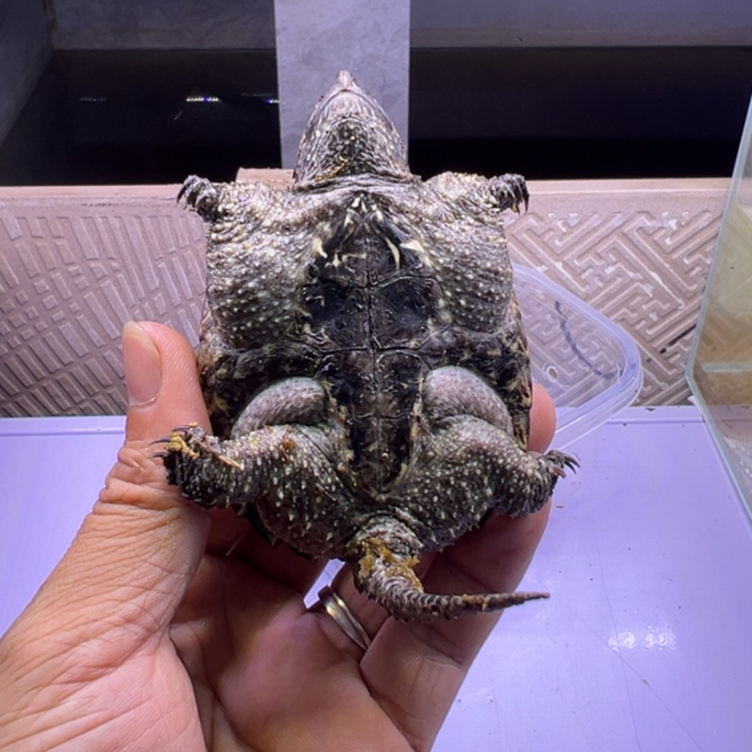 宠物龟母客户定购