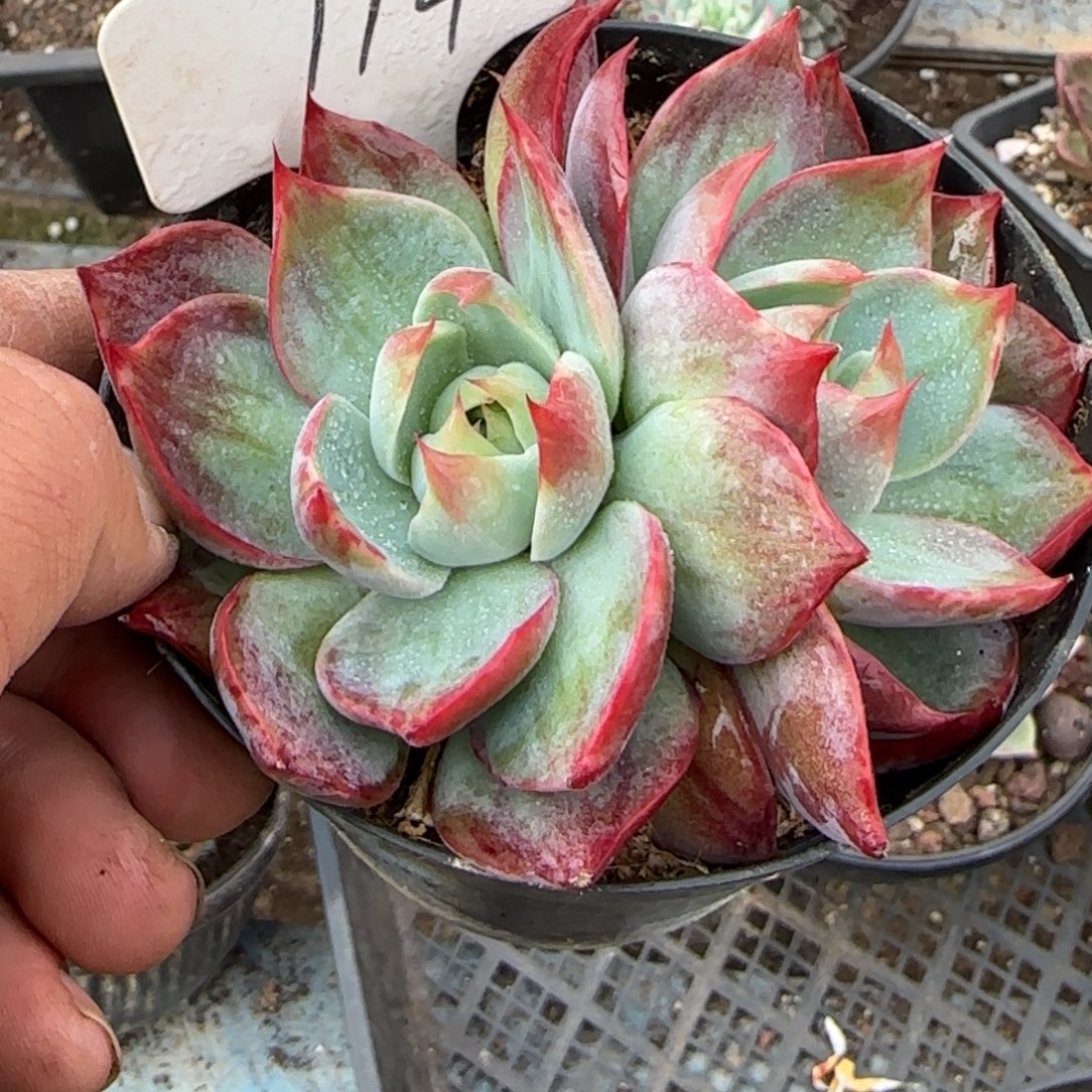 114 惊鸿一物一拍包装收缩花旱