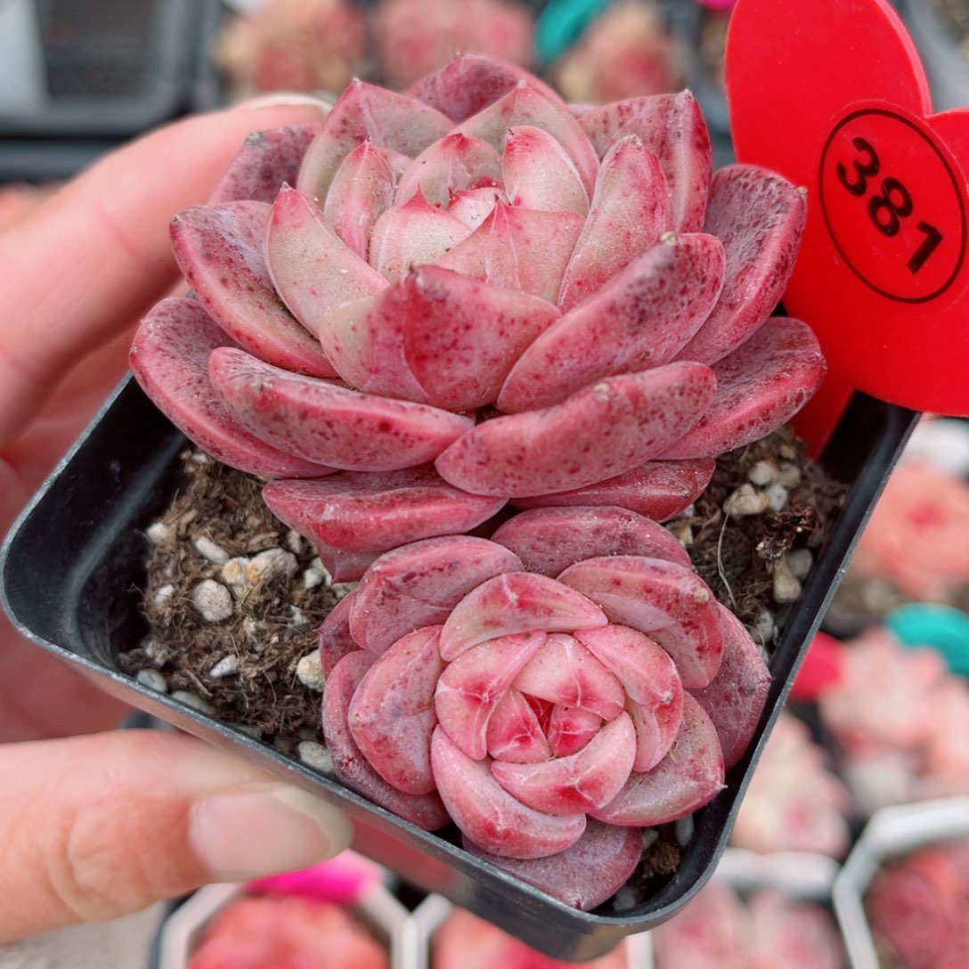 381号小老桩珍妮双头