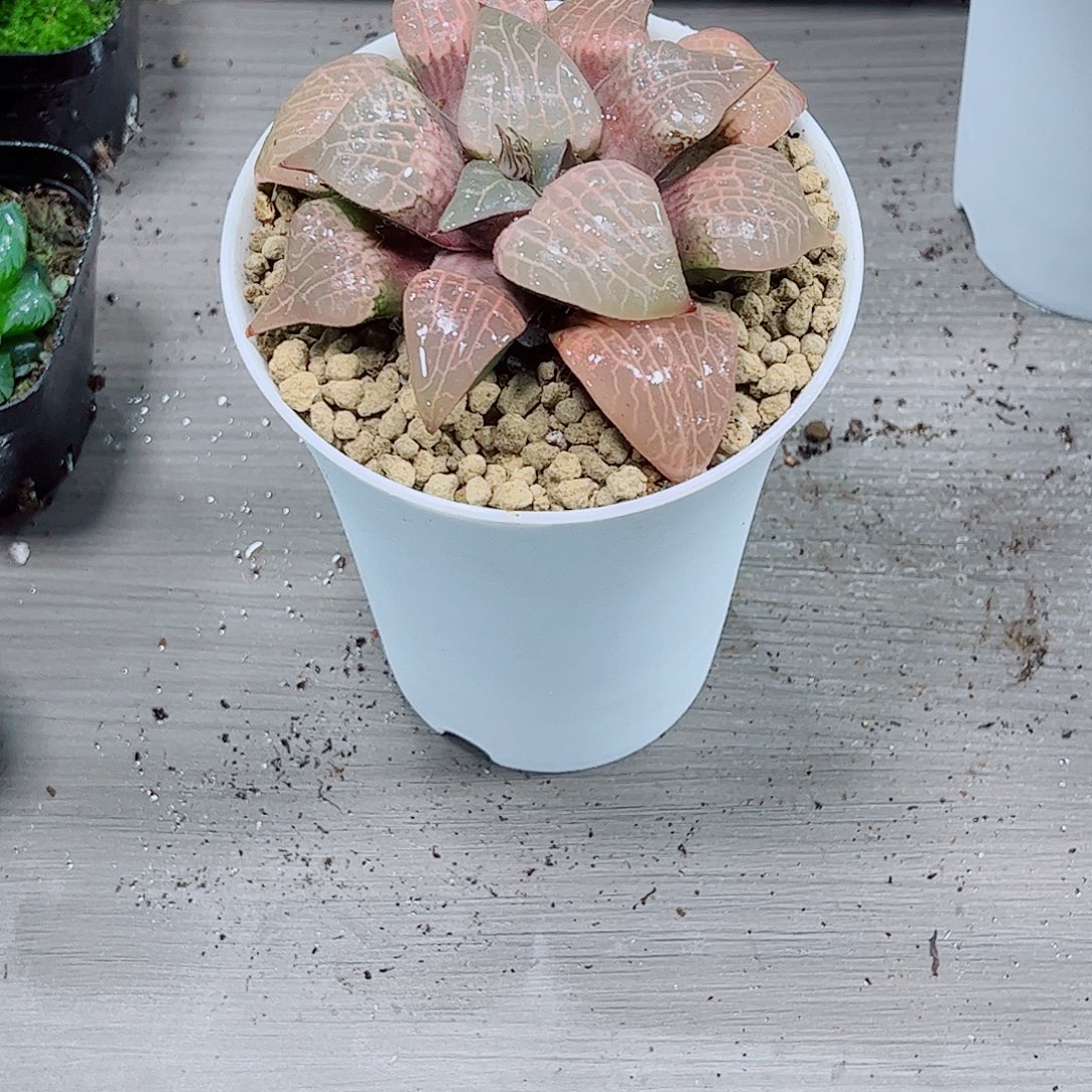 粉玻璃玉露一勿一拍