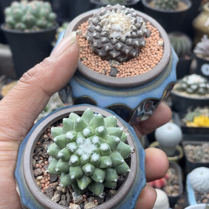 福利一组两颗不含盆