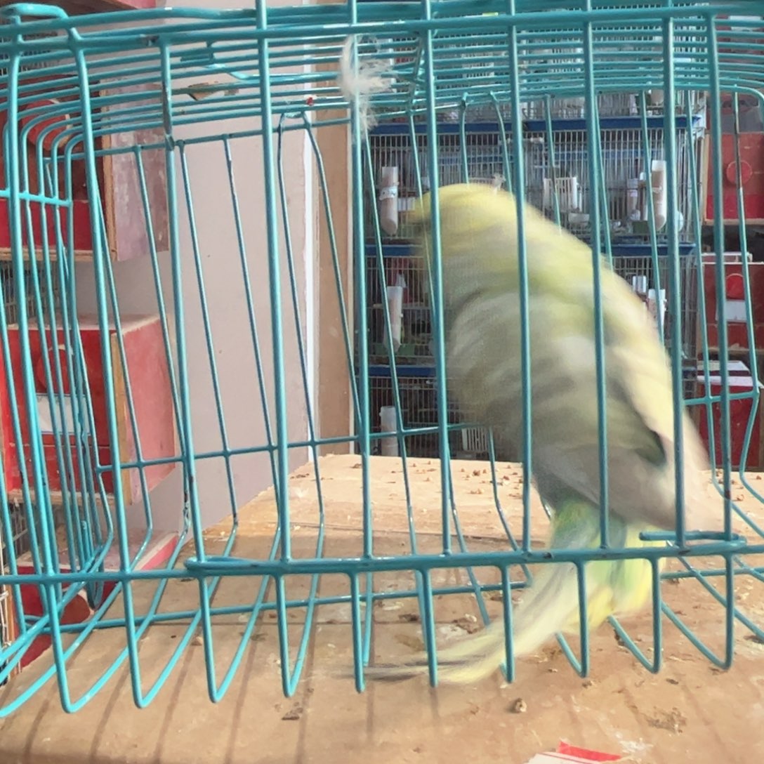 虎皮鹦鹉我的小姐姐