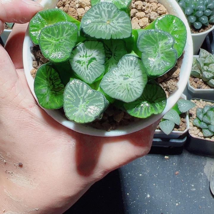 翡翠龙万象多肉植物