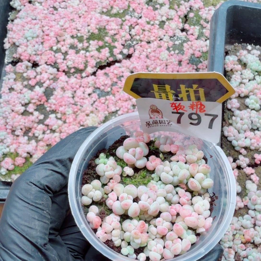 多肉植物多肉植物