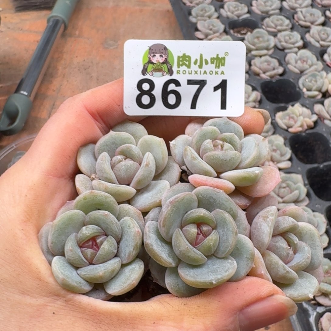 多肉植物多肉植物