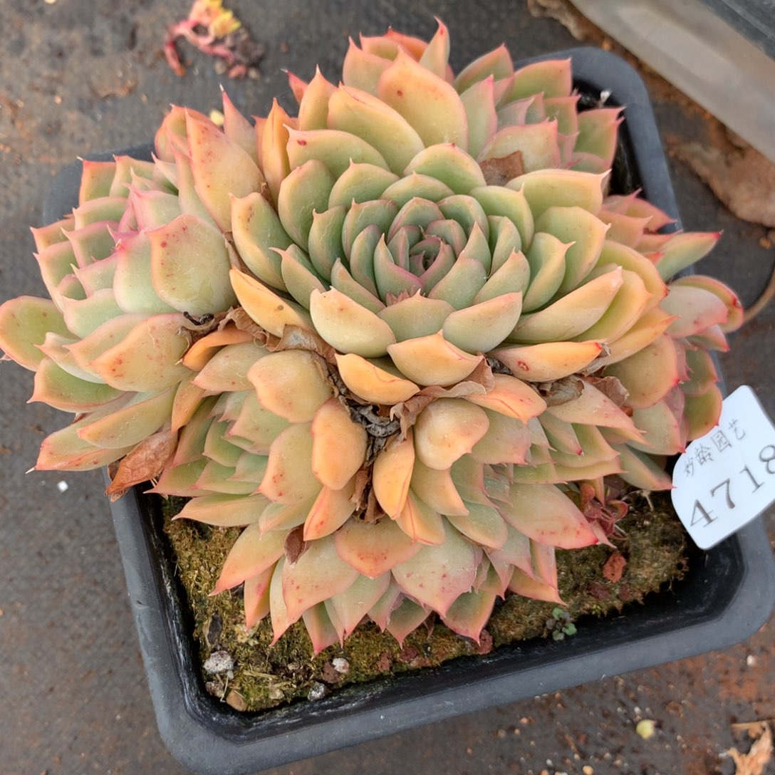 4718杂交多肉植物