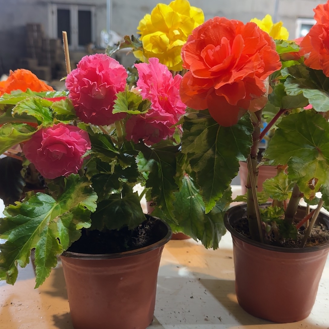 绿叶粉➕鲑鱼粉掉花折叶正常不拍保温冻死不售后