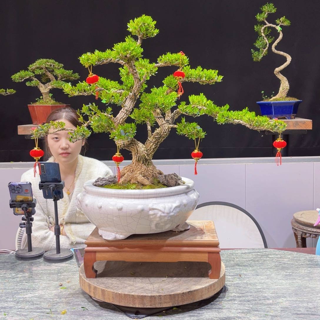 四季常青老桩黄杨盆景