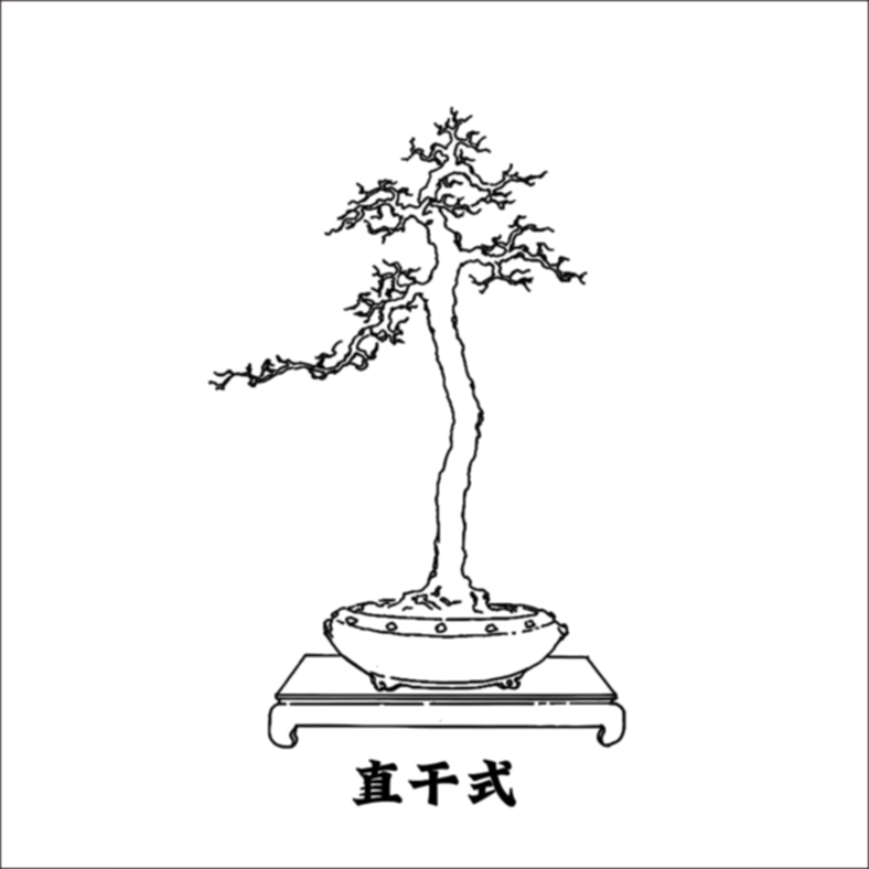 对节白蜡丛林矮霸悬崖阳台庭院观赏绿植（直播专用）发货小盆景植物