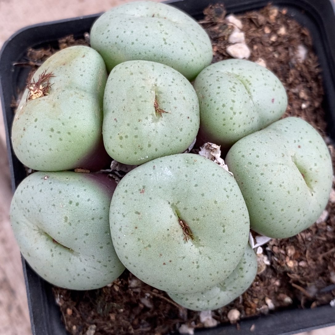 1279吕氏大饼一群