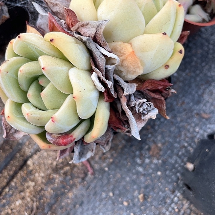 老桩暗纹香槟满25包邮