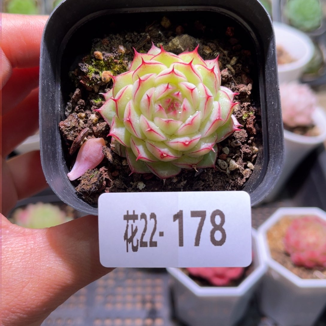 花利美22-178海王