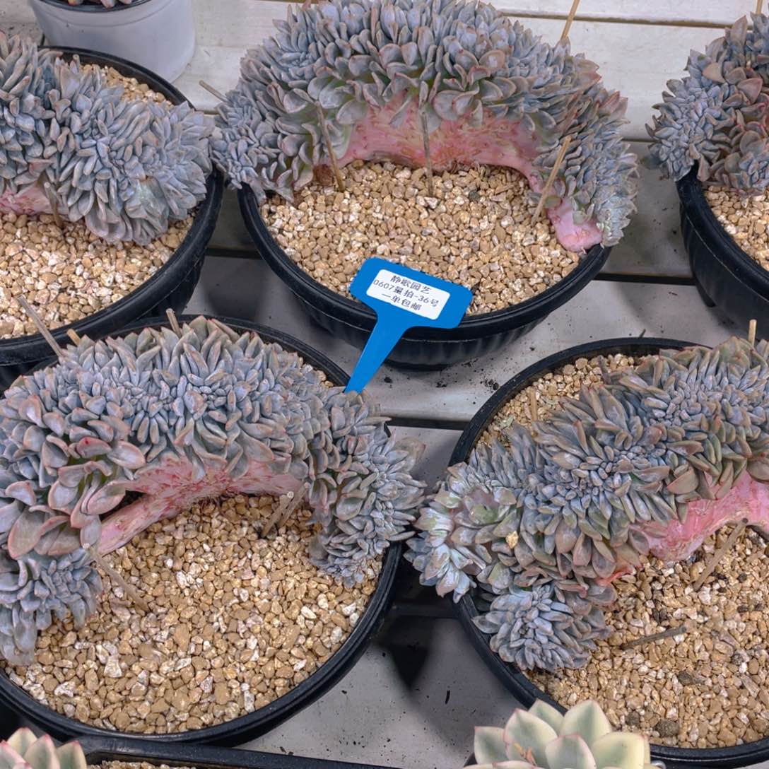 0607-36-星影缀化高板一颗