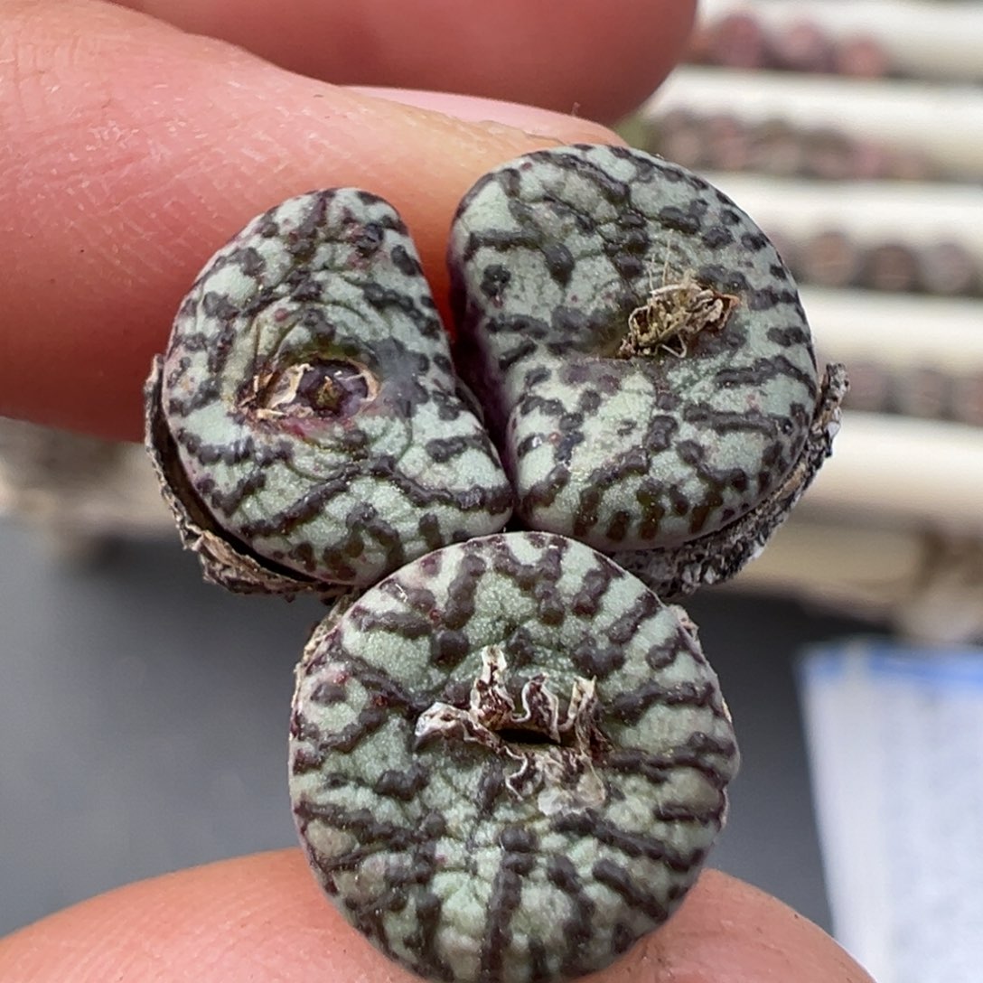 12.31好看的多肉脱土发货069