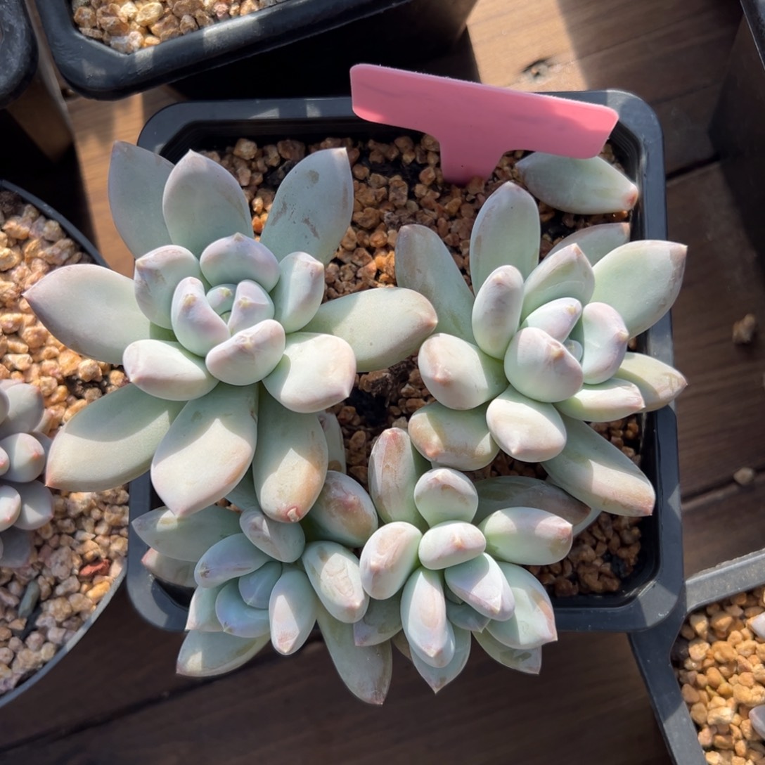 三色美人111111111111111