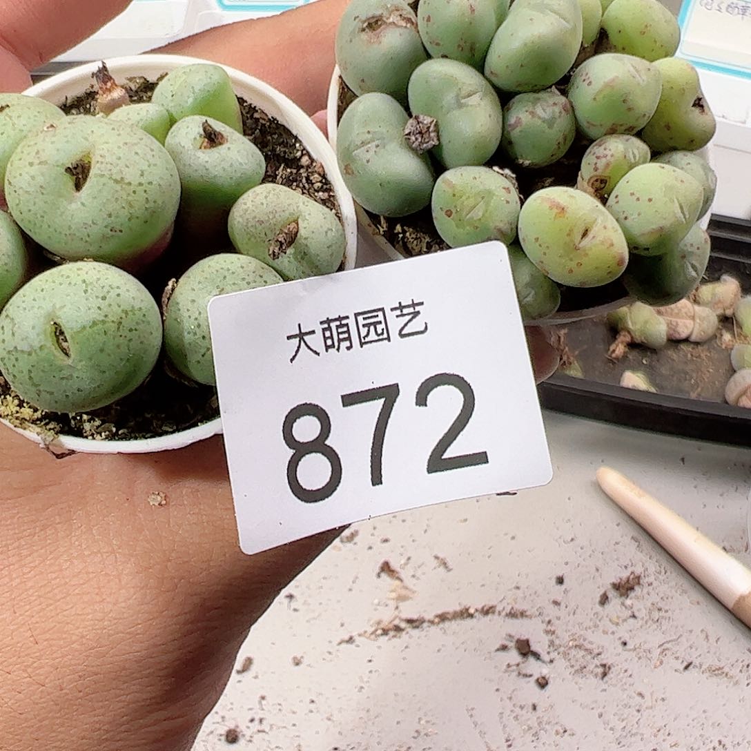 0000872 一物一拍……