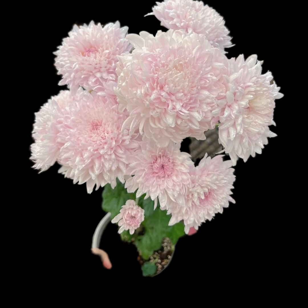 切花菊   摇篮曲 盆栽  150规格（新品，和奢香夫人类似）