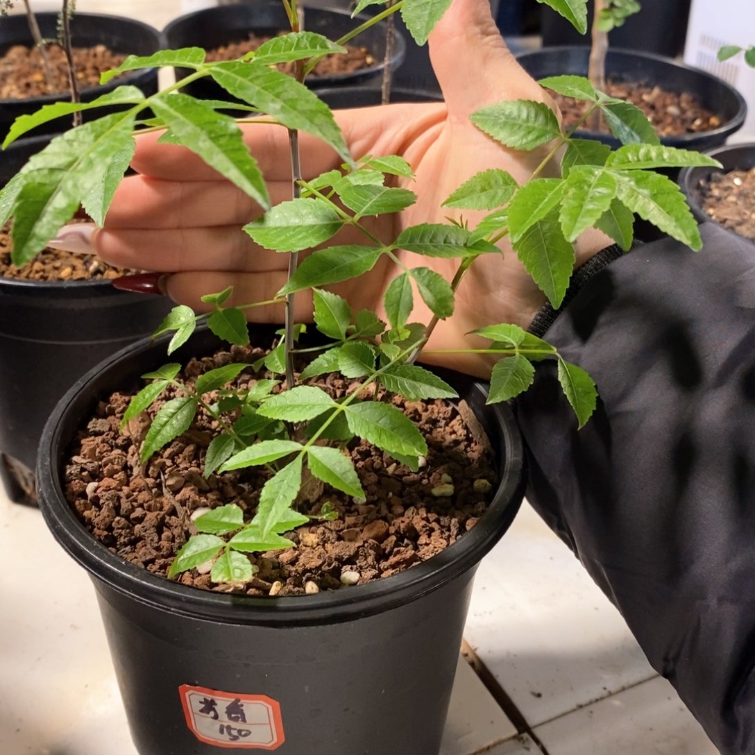 芳香橄榄带盆发货