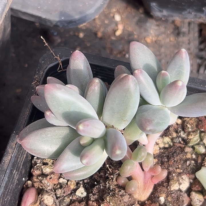 4头欧若拉特价美人