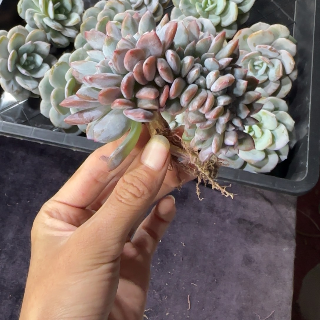 星影缀化一物一拍