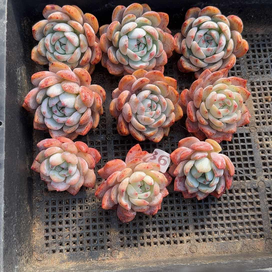 036红血橙清棚福利一组包邮