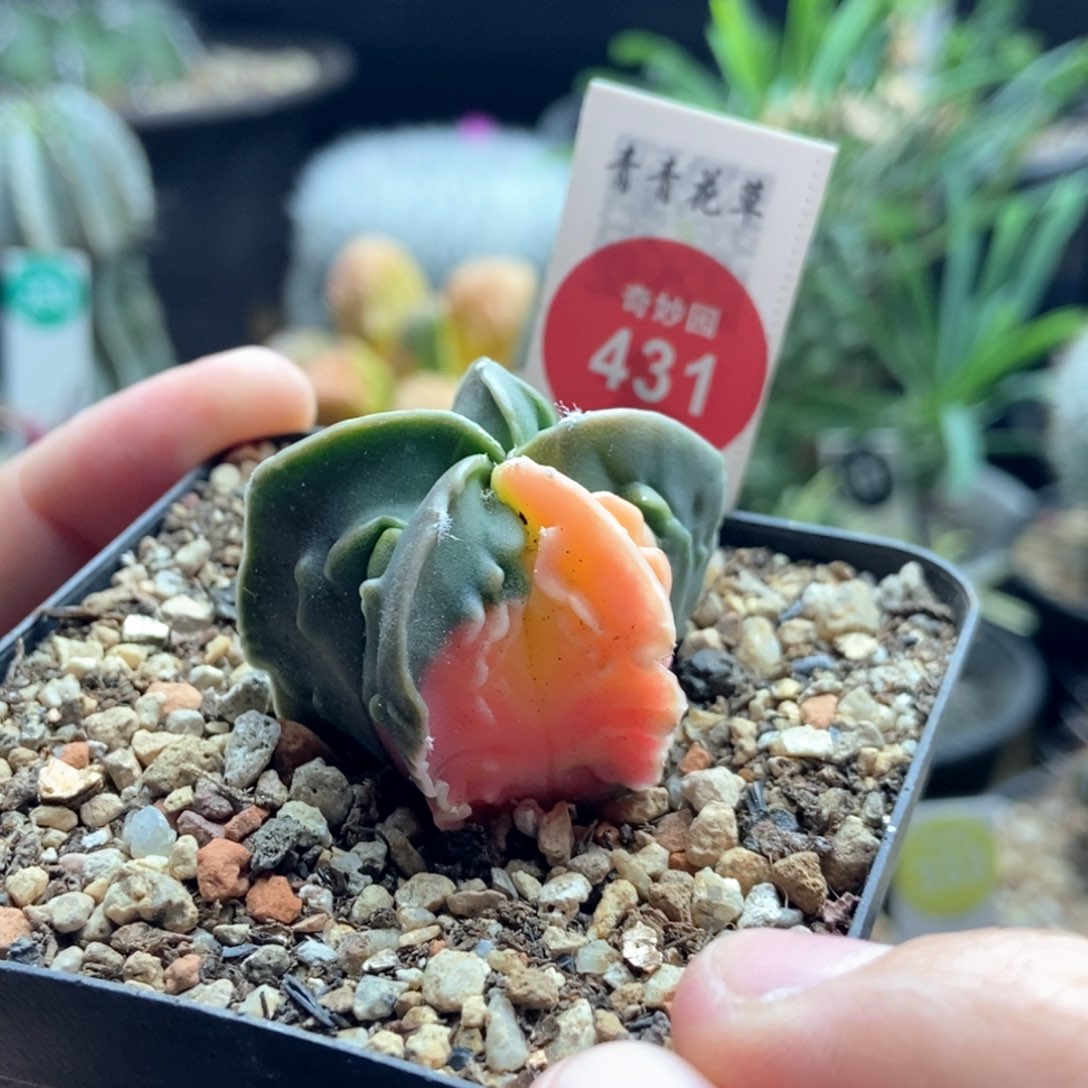 实生核桃鸾凤玉锦3.6cm