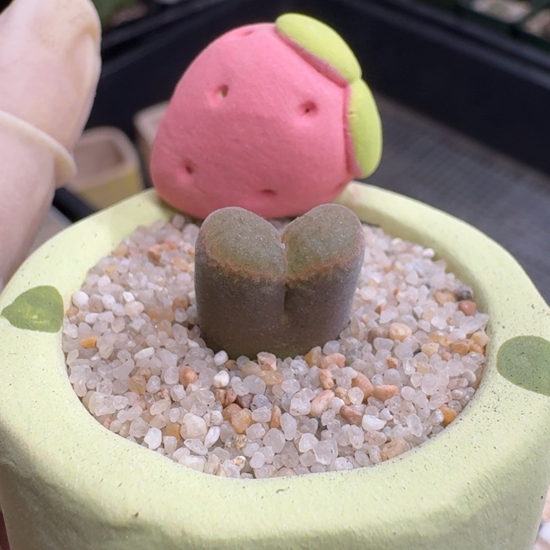 0910-098连盆带花红网格