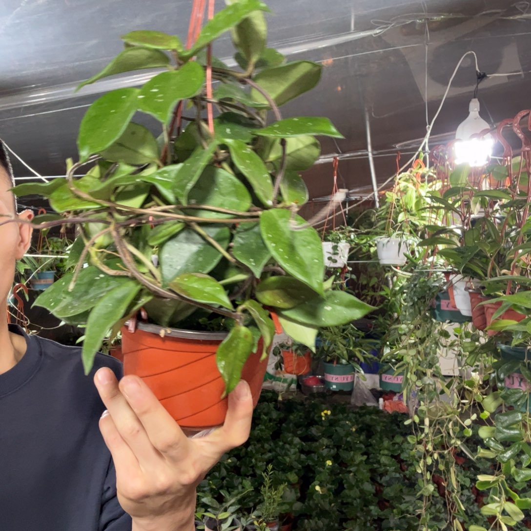 l***n无花朵卡诺萨球兰