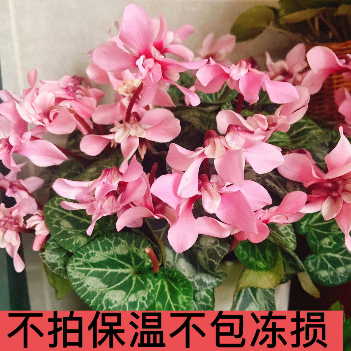 【粉色蝶衣】1代进口仙客来140盆径 中花型（换盆不售后）