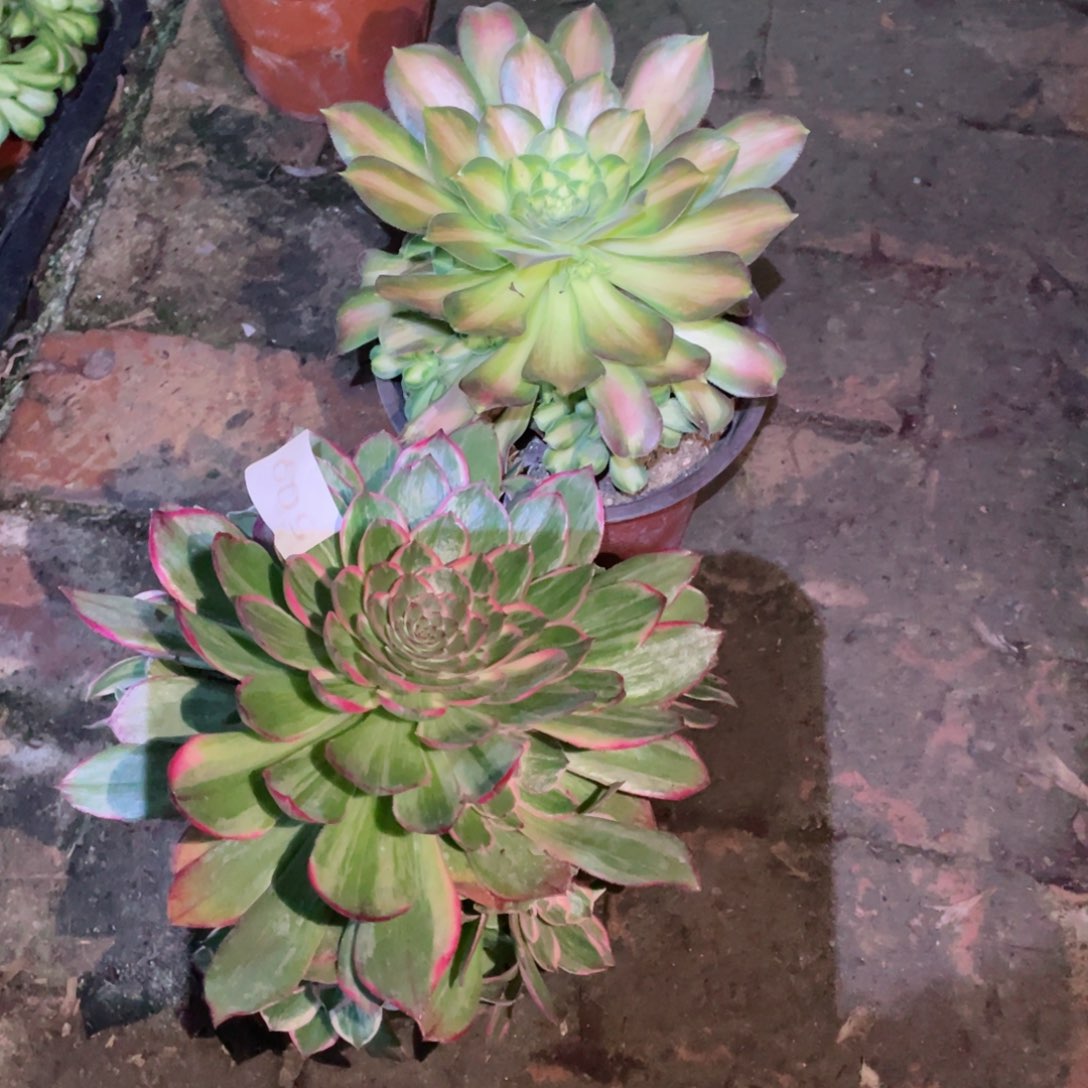 多肉植物组合2颗509