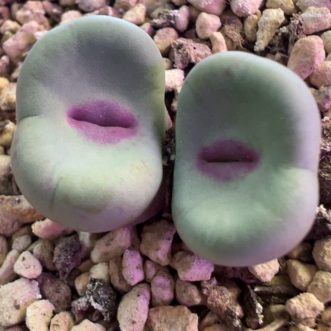 se嘴 杂交0094 嘴 肉锥植物