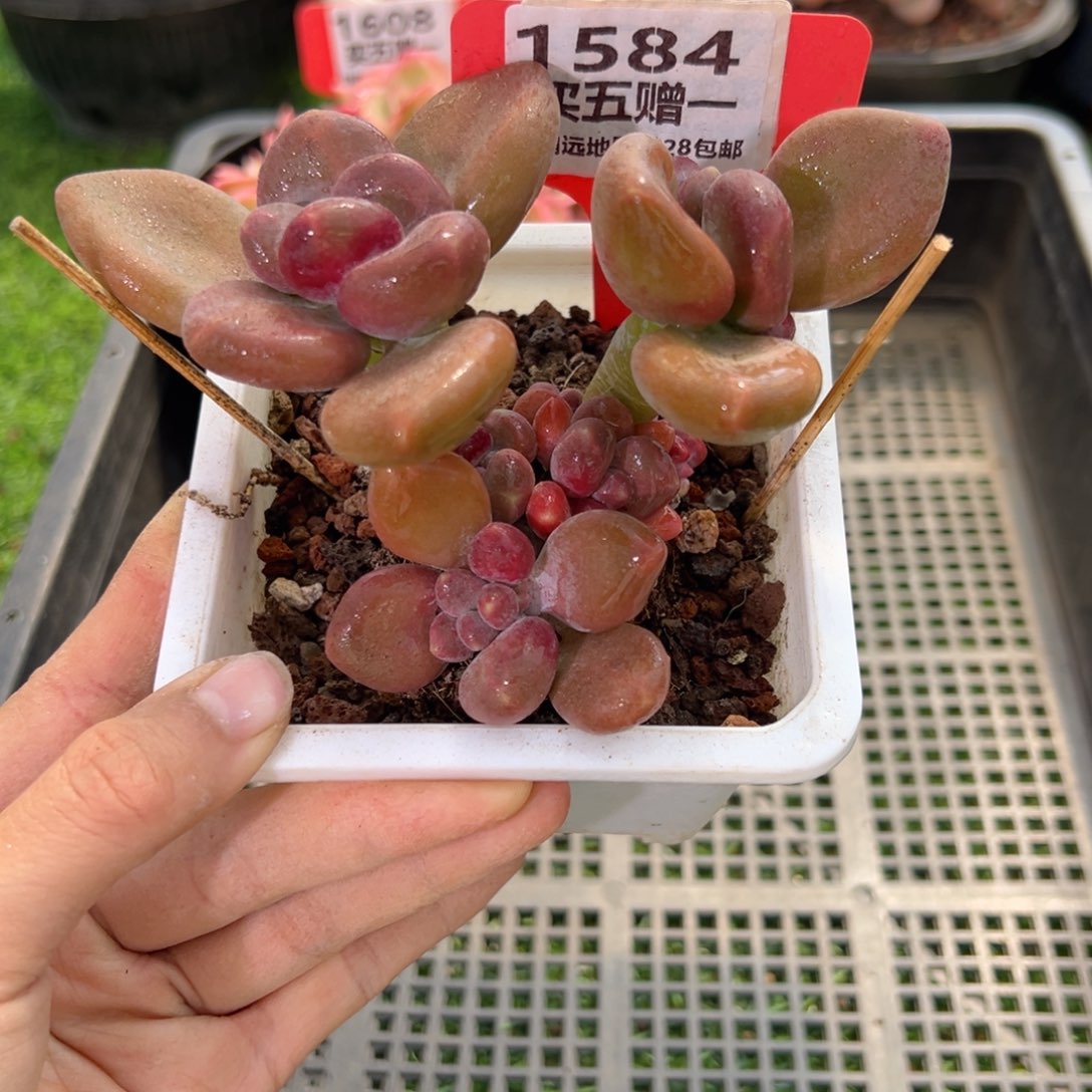 表妹精品多肉1584.