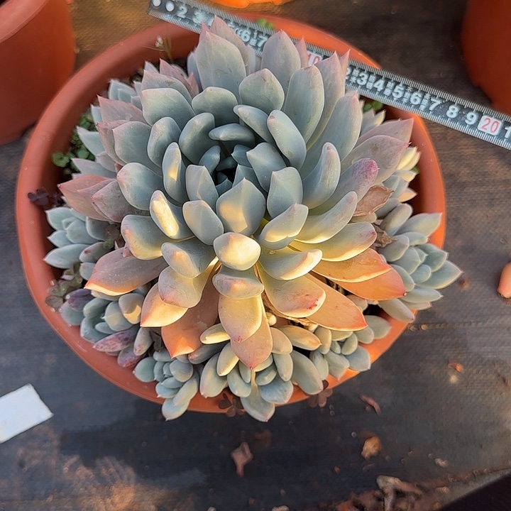 胖美人820 多肉植物一物一拍