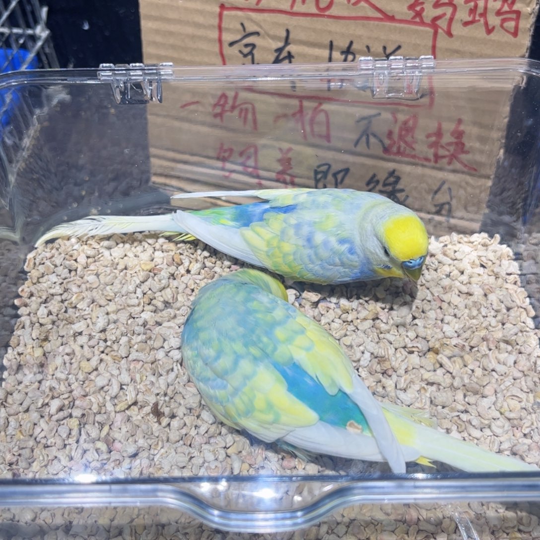 虎皮鹦鹉金彩虎皮鹦鹉，竞拍一物一拍不退换