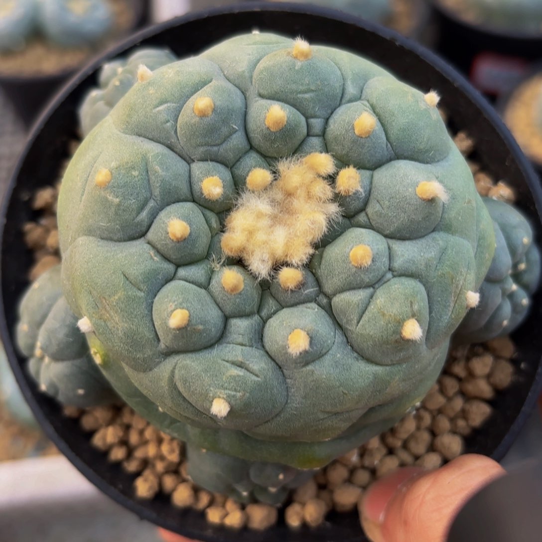 G492g g g g g g f f