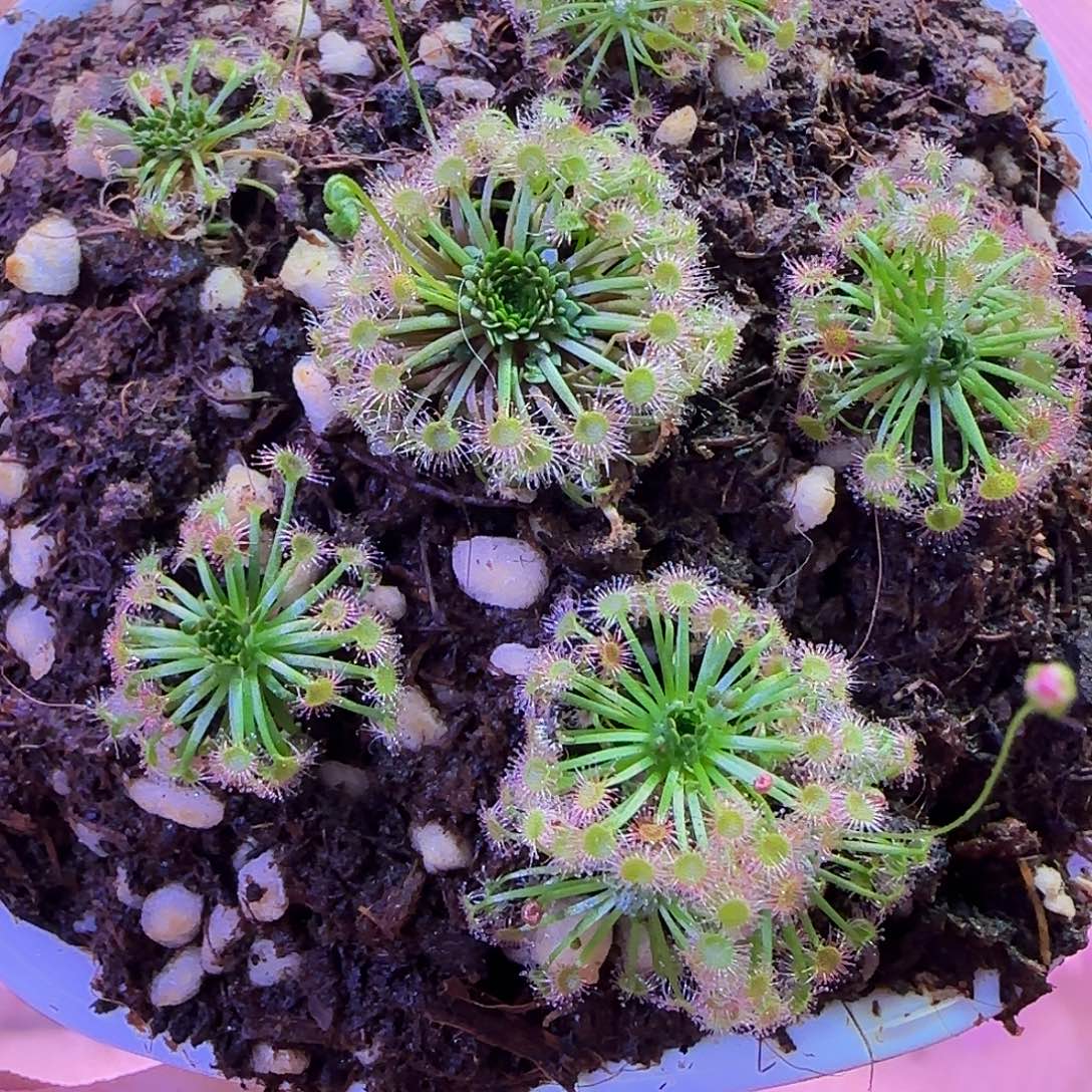 无花朵专拍迷你茅