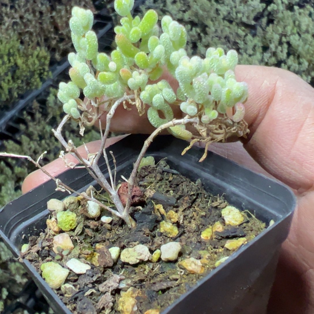 冰糖锦55杯老桩福利