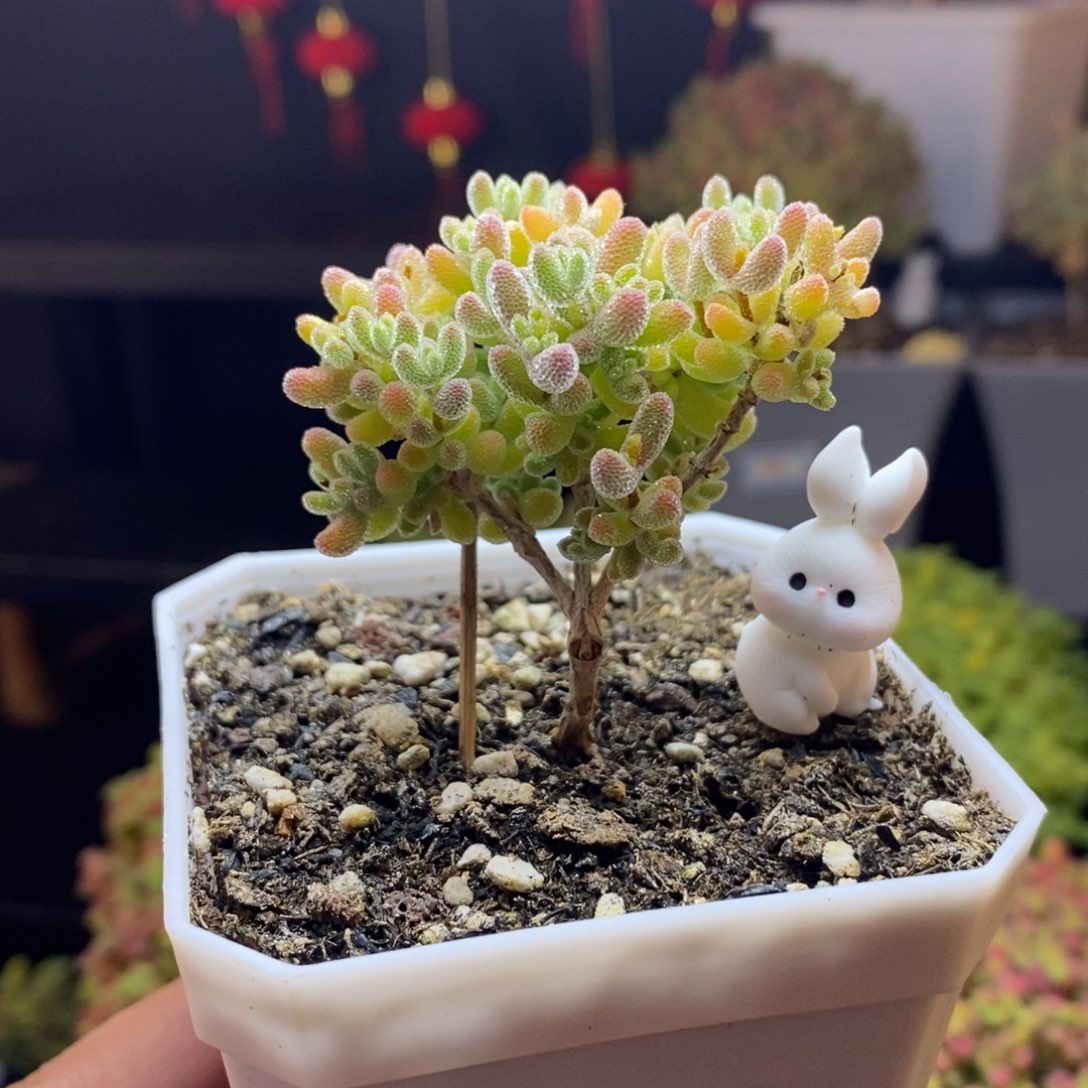 252号优选冰晶枝干多肉