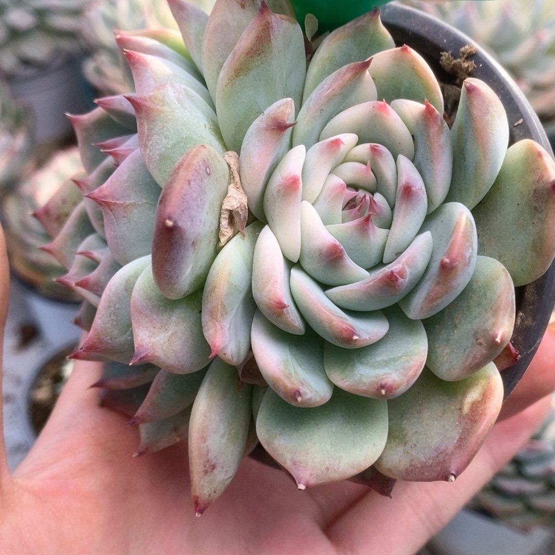 785锦锦锦锦锦锦锦