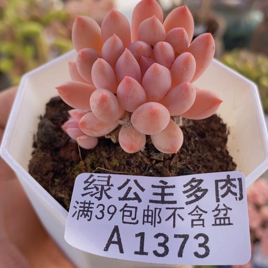 红蜻蜓3cm1373多肉植物