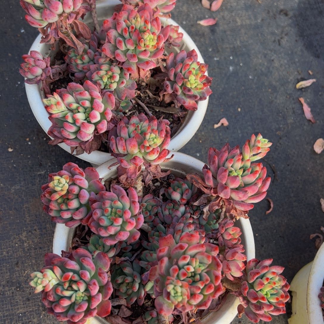 蓝苹果两盆160杯