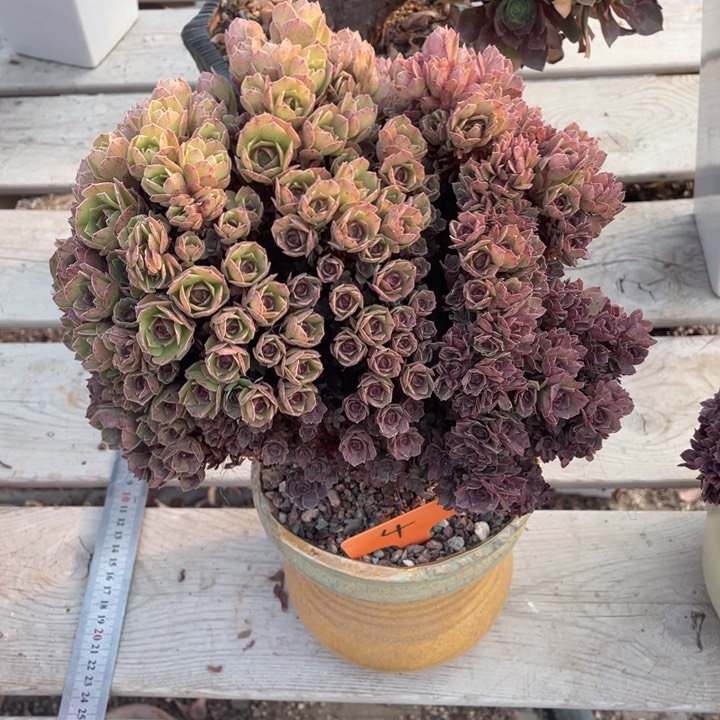 多肉植物的生长发育