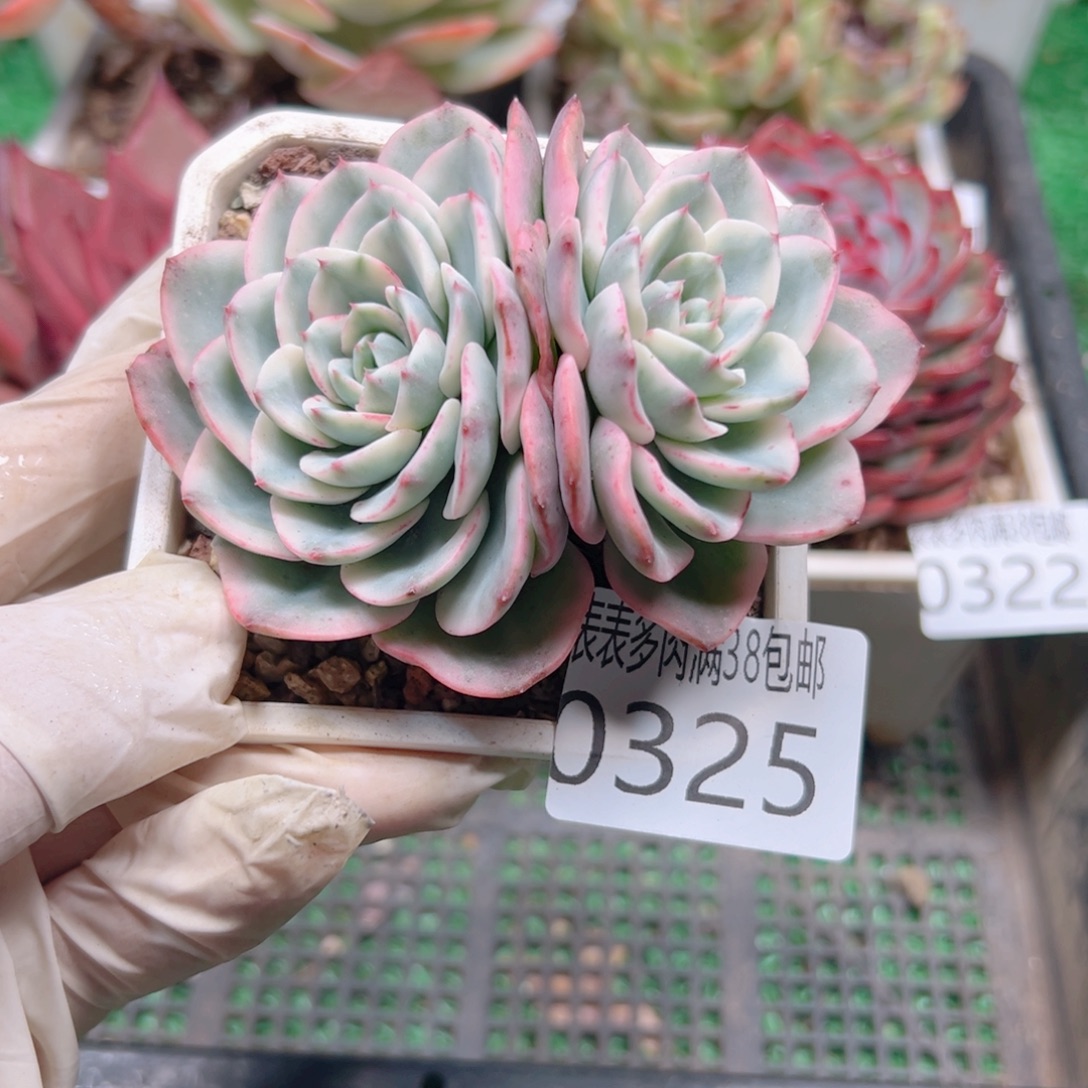 多肉一物一拍植物0325