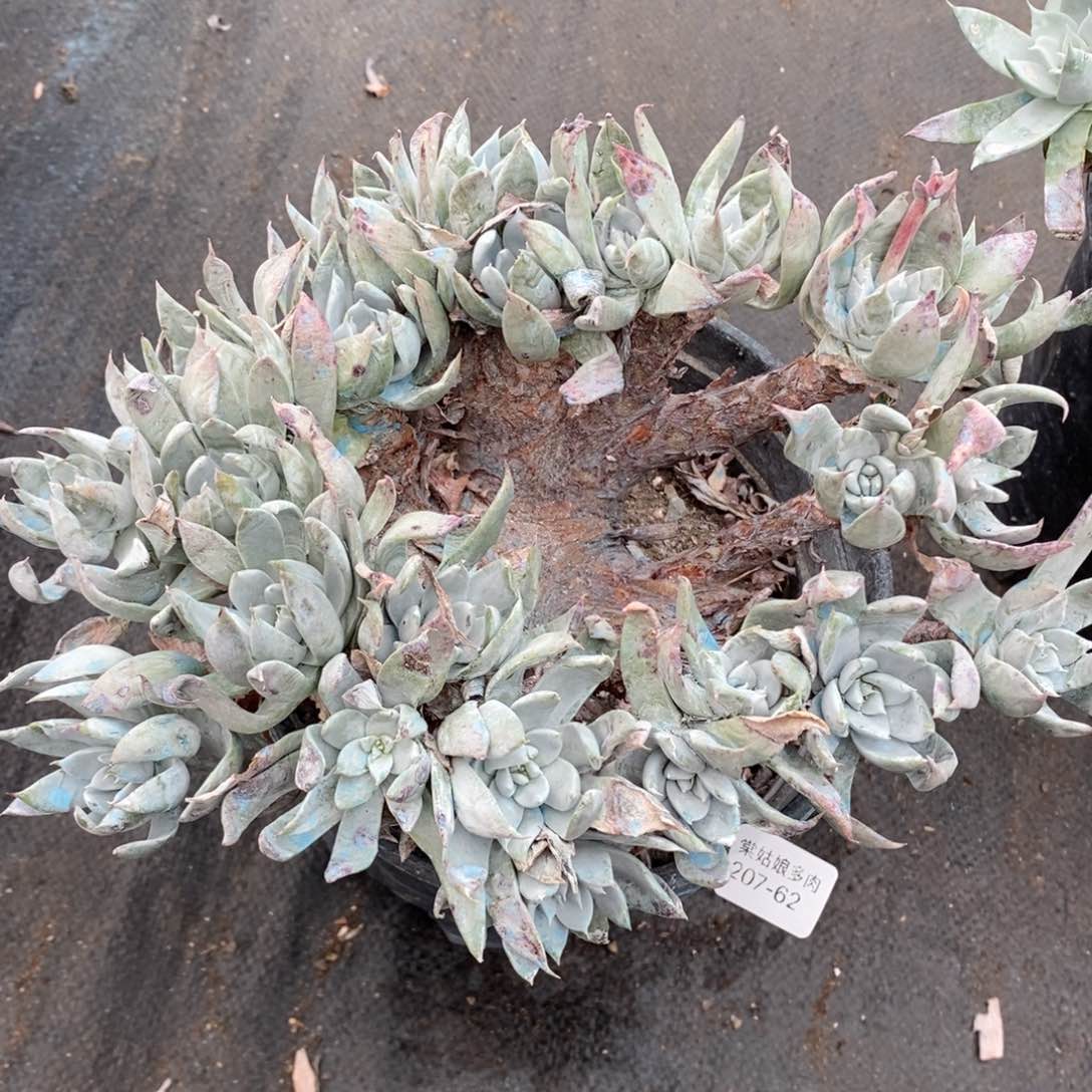 62号苹果叶粗腿子群