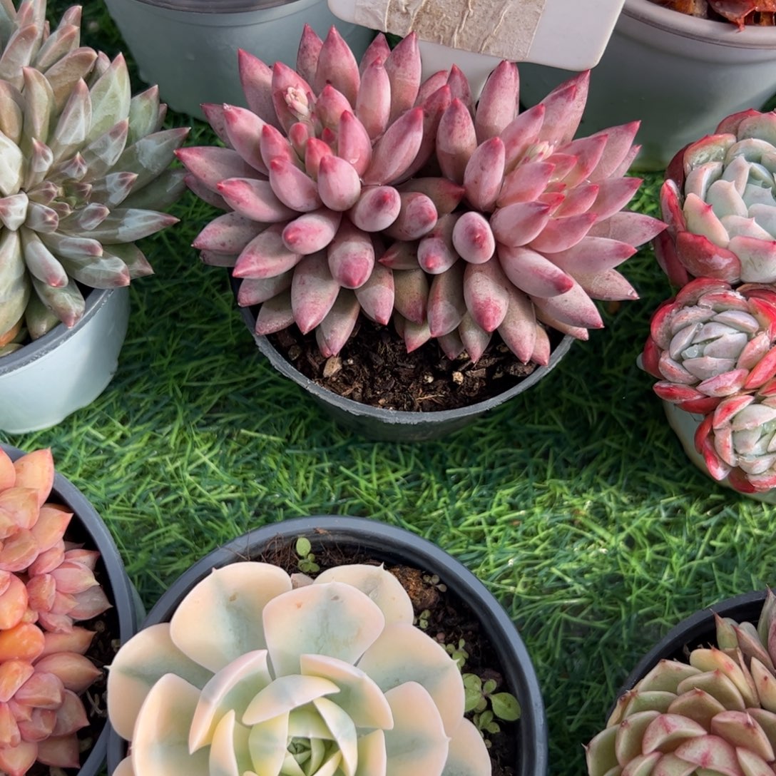 双头虞美人多肉植物保护