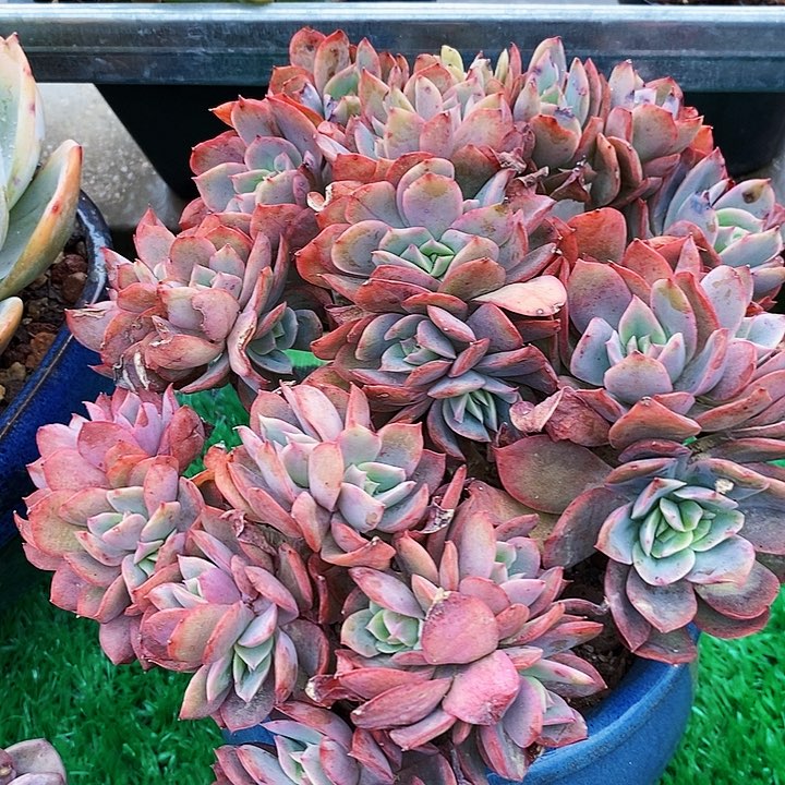 绮罗缀整无砍多肉