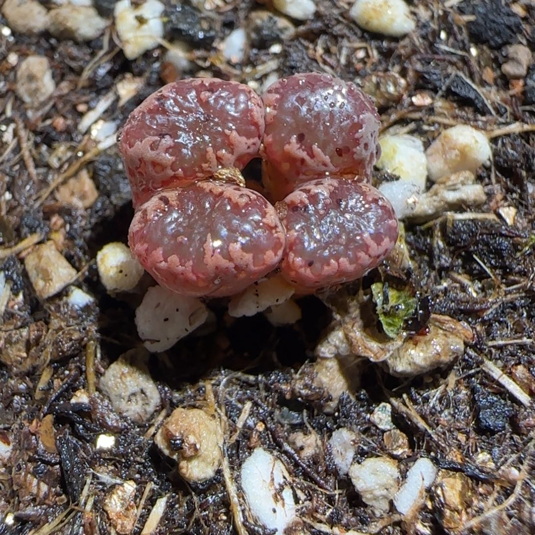 肉锥多肉植物组合-3km勋章福利有疤1266