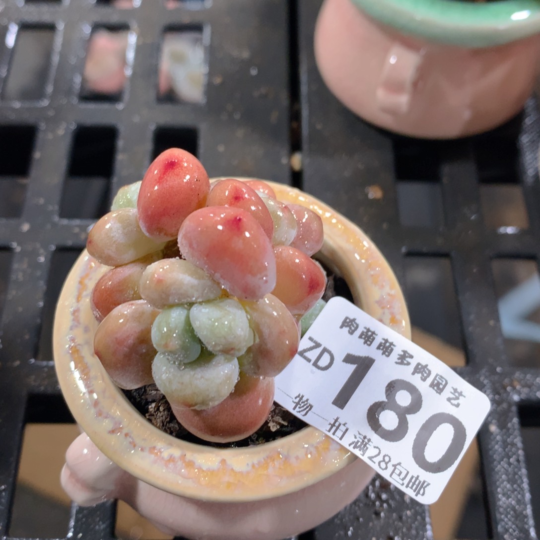 肉萌萌拇指盆精控多肉ZD180