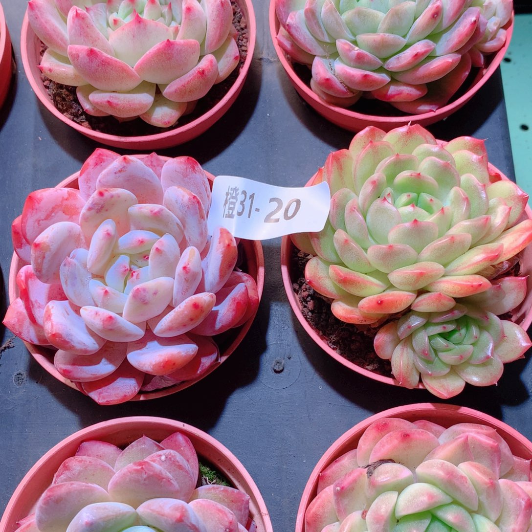 31-20一物一拍多肉带盆9颗