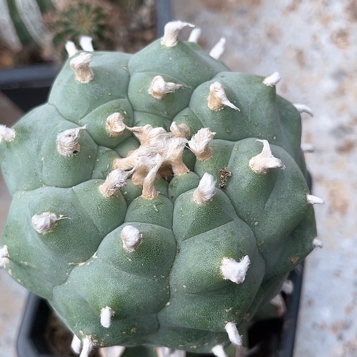 一代侧芽仙人球开花。